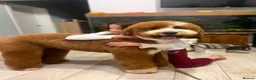 Goldendoodle dogs for sale: F1 Goldendoodle Puppies Reservations Now Open - Advert 5