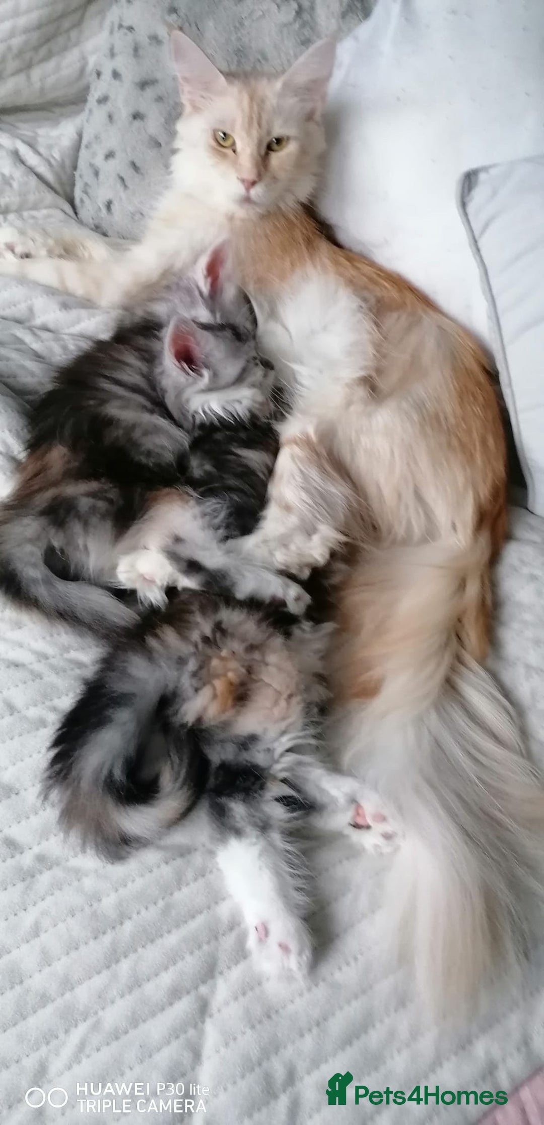 Maine Coon cats for sale: Full pedigree Maine coon kittens - Advert 1