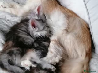 Maine Coon cats Full pedigree Maine coon kittens - Advert 15
