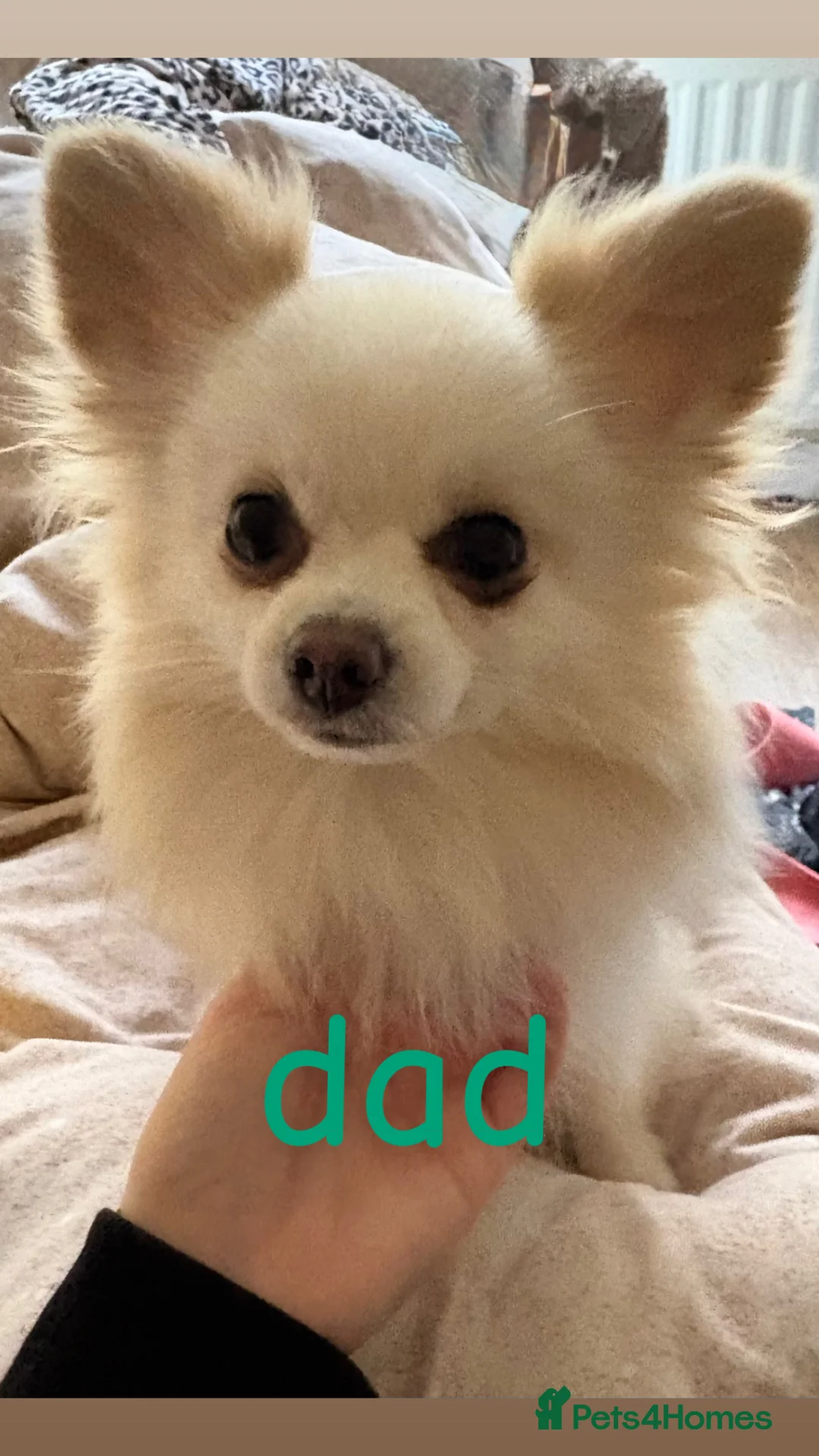 Pomeranian dogs for sale: Beautiful Pomeranian pups  - Advert 15