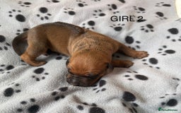 Rhodesian Ridgeback dogs for sale: Rhodesian Ridgeback puppies  - Image 5