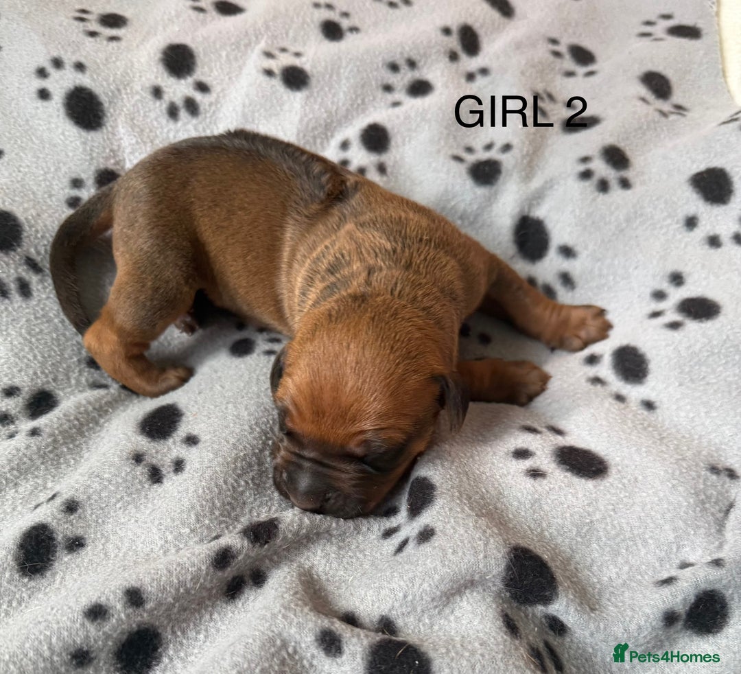 Rhodesian Ridgeback dogs for sale: Rhodesian Ridgeback puppies  - Image 5