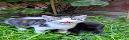 Mixed Breed cats for sale: Lovely, healthy, playful kittens - Advert 10