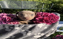 Miniature Dachshund dogs for sale: Miniature Dachshund (Isabella Tan line) - Image 12