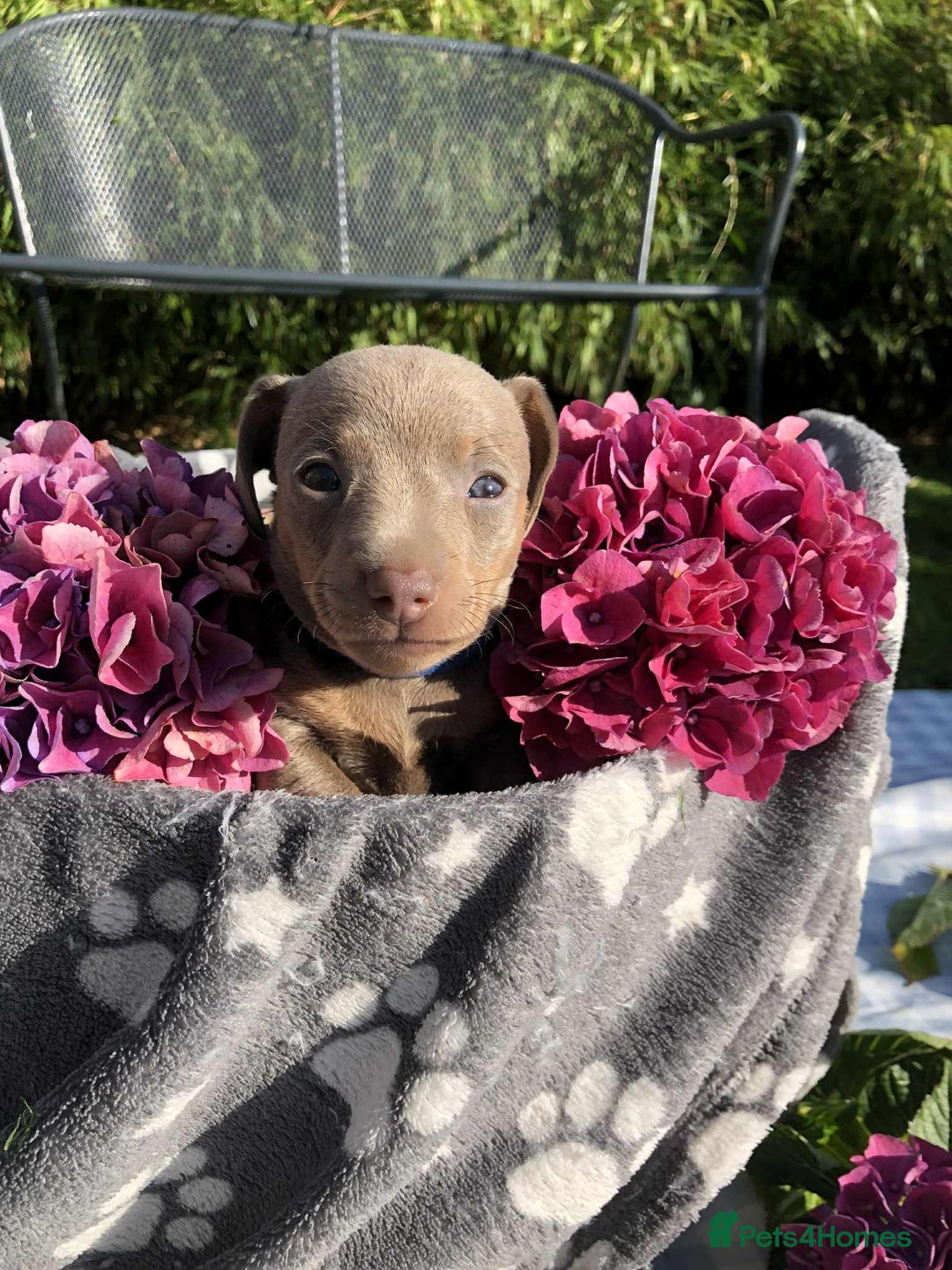 Miniature Dachshund dogs for sale: Miniature Dachshund (Isabella Tan line) - Image 12