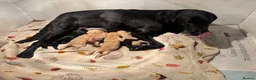 Labrador Retriever dogs for sale: Labrador puppies  in Minehead - Advert 6