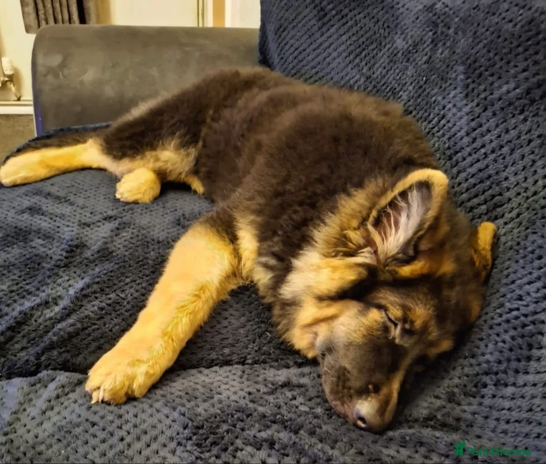 German Shepherd dogs for stud: PROVEN German shepherd for stud  in Bexhill-on-Sea - Advert 24