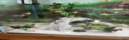 Other/Mixed Breed fish for sale: Complete Oak Aquarium Set Up in Worksop - Advert 5