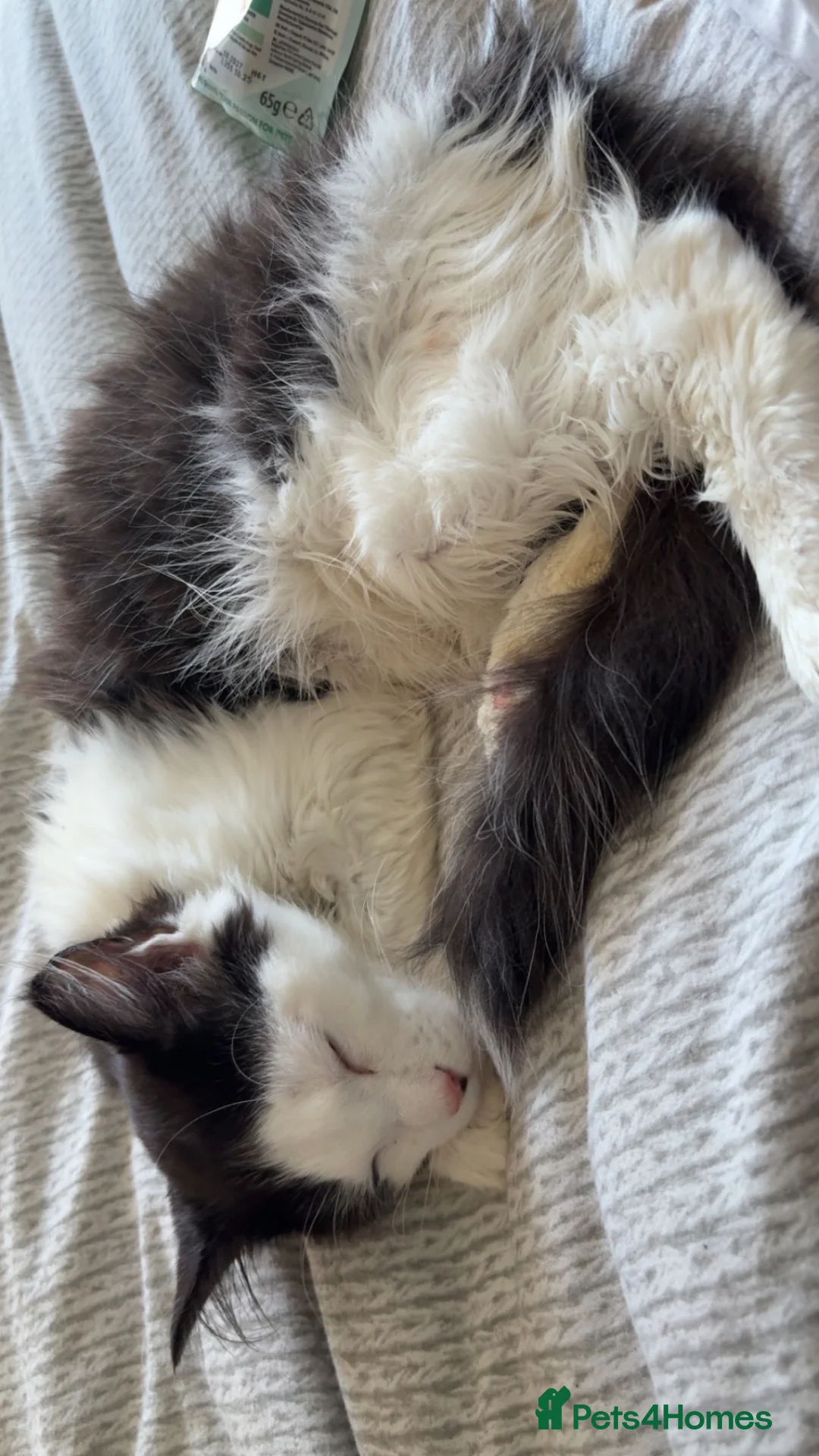 Maine Coon cats for sale: 6 month old kitten needing 5 star home only  - Advert 4