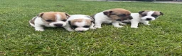 Jack Russell dogs for sale: Jack Russell Puppies  - Advert 3