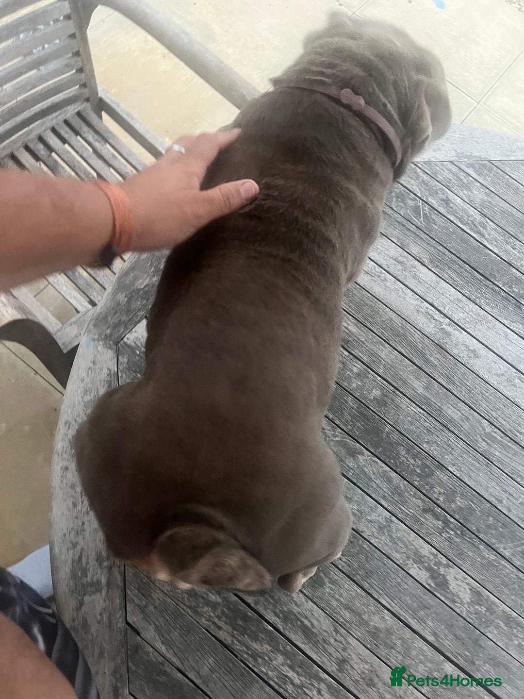 English Bulldog dogs for sale: English bulldog nana - Image 4