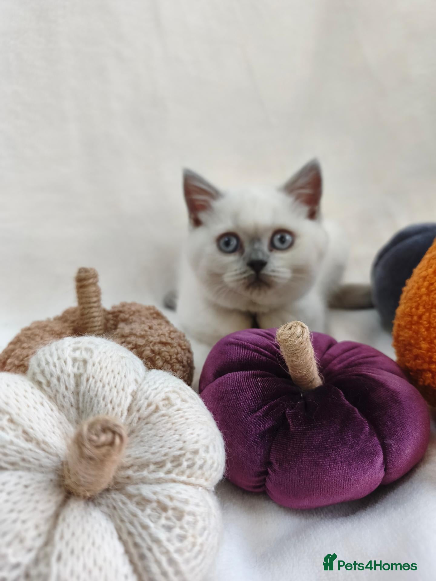 British Shorthair cats GCCF British shorthair, British longhair.  - Advert 2