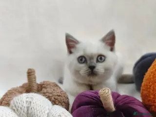 British Shorthair cats GCCF British shorthair, British longhair. - Advert 2