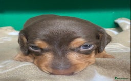Dachshund dogs for sale: 3 beautiful/stunning dachshund puppies   - Advert 11