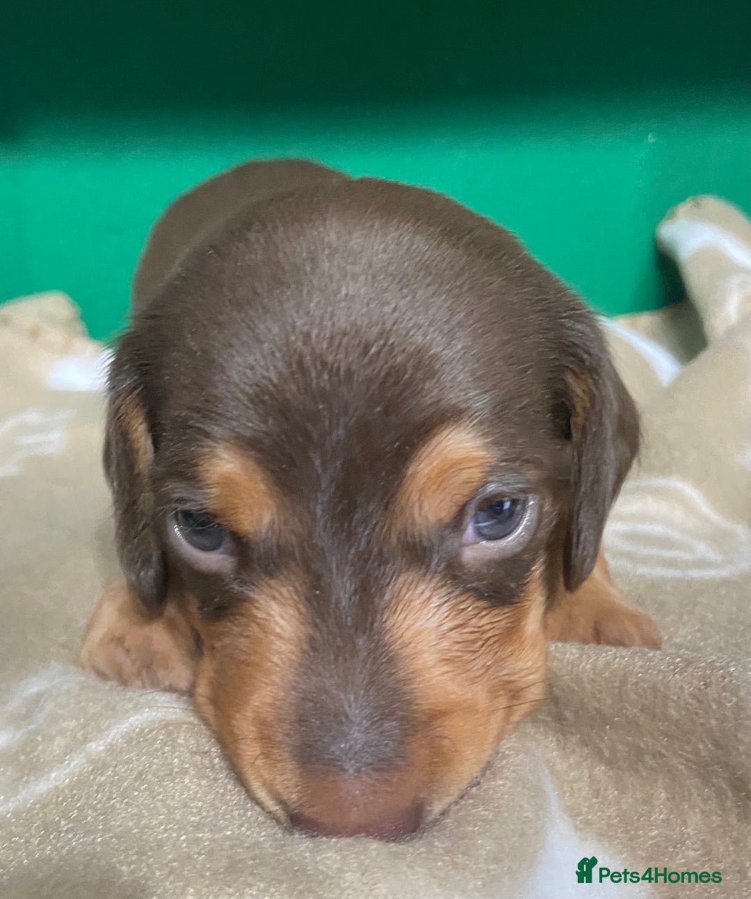 Dachshund dogs for sale: 3 beautiful/stunning dachshund puppies   - Advert 11