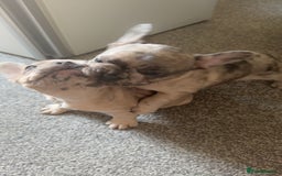 French Bulldog dogs for sale: 2 STUNNING BOY FRENCHIES LEFT…. REDUCED READY NOW in Stoke-on-Trent - Image 30