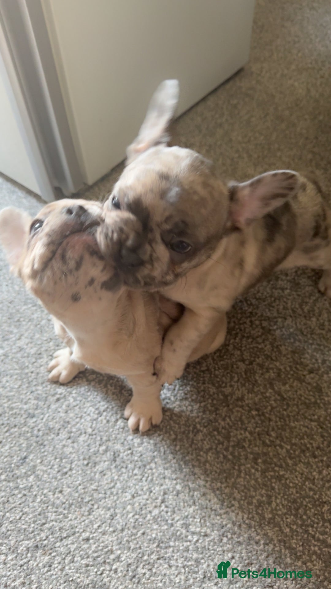 French Bulldog dogs for sale: 2 STUNNING BOY FRENCHIES LEFT…. REDUCED READY NOW in Stoke-on-Trent - Image 30
