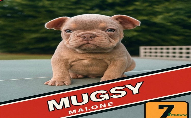 French Bulldog dogs - Advert 1