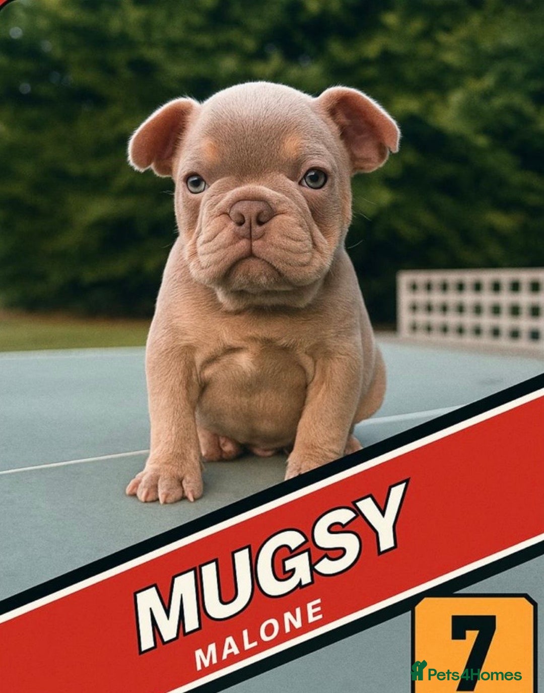 French Bulldog dogs for sale: 🐾 Adorable French Bulldog Puppy – Mugsy - Image 1