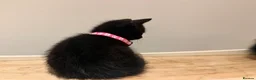 Domestic Shorthair cats for sale: Kittens - Advert 17