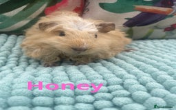 Guinea Pig rodents for sale: Beautiful baby guinea pigs  - Image 7