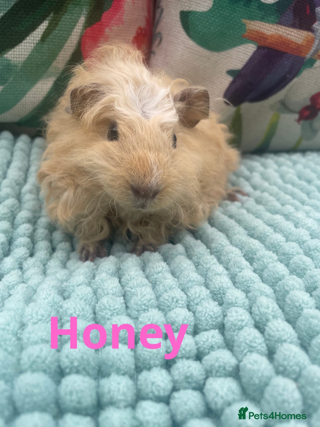 Guinea Pig rodents for sale: Beautiful baby guinea pigs  - Image 7
