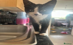 Mixed Breed cats for sale: 18-week old kitten needing a new home  - Image 3