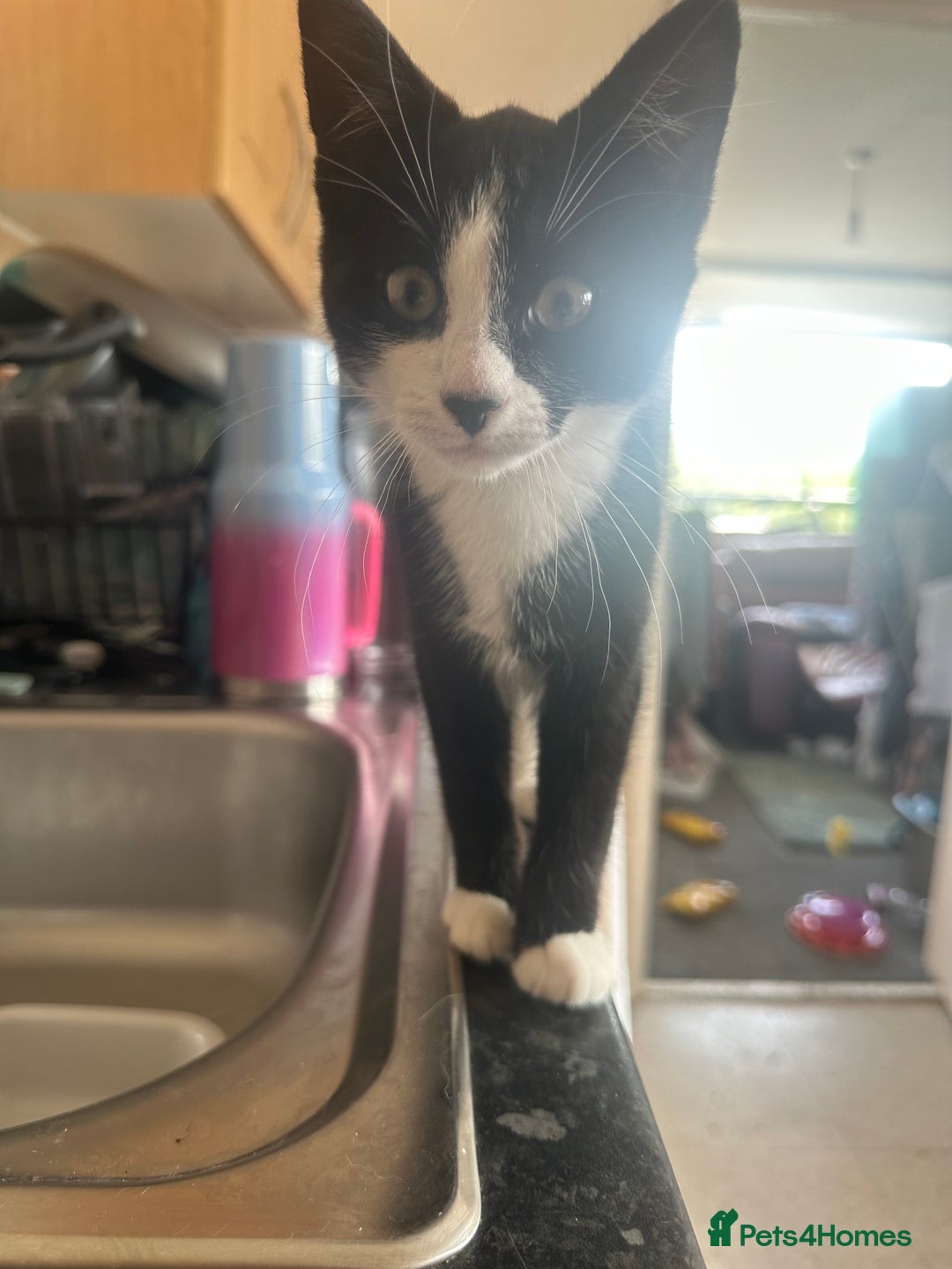 Mixed Breed cats for sale: 18-week old kitten needing a new home  - Image 3