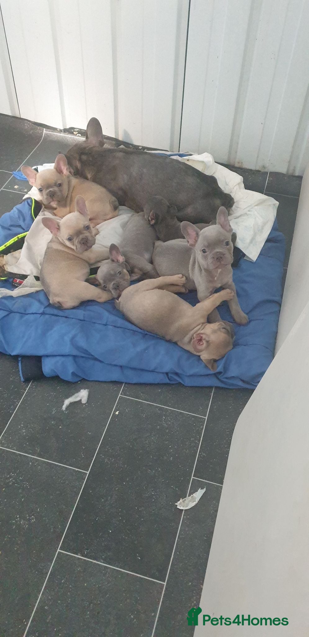 French Bulldog dogs Frenchies puppies  - Advert 14