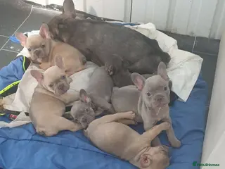 French Bulldog dogs Frenchies puppies - Advert 14