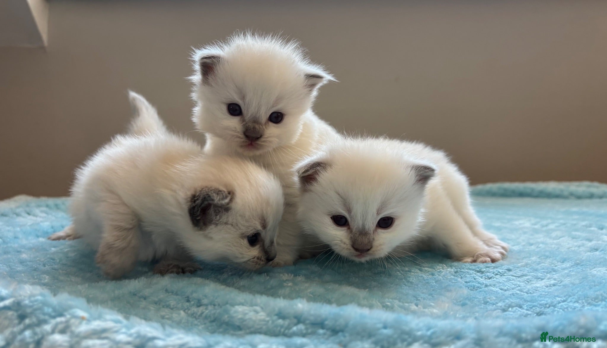 Ragdoll cats GCCF Registered Lilac Ragdoll Kitten  - Advert 1