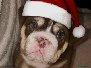 English Bulldog dogs Reduced **Ready to leave - Advert 22