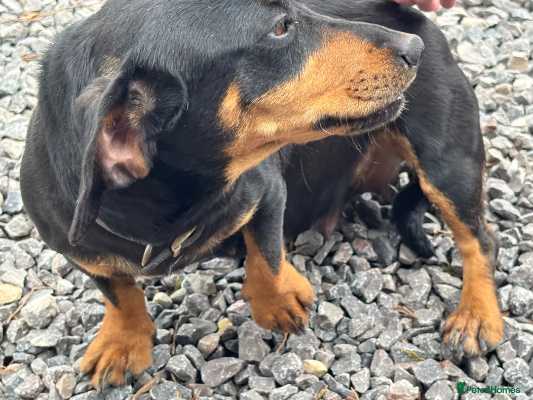 Jackshund dogs for sale: Jack Russell x Dachshund  - Advert 8