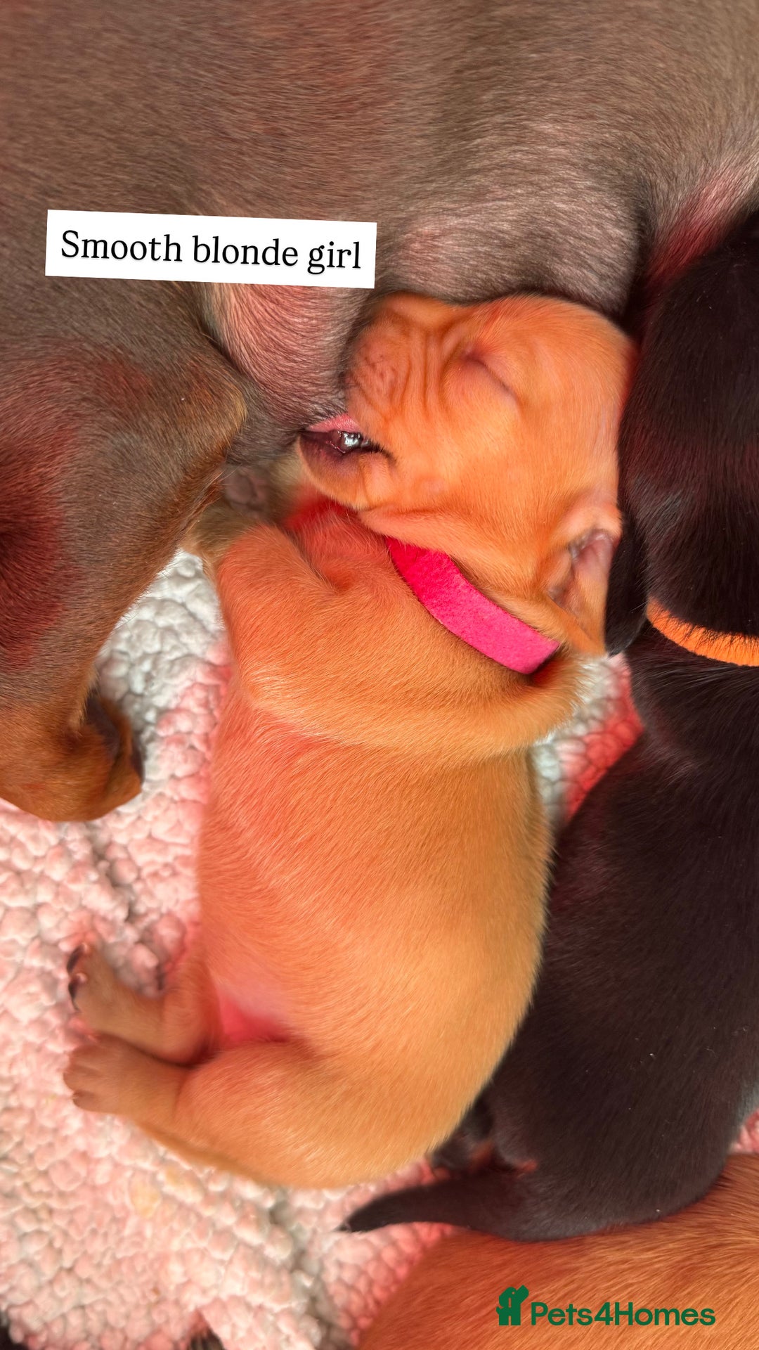 Miniature Dachshund dogs for sale: Beautiful miniature dachunds smooth/long coat - Image 6