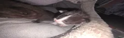 British Longhair cats for sale: Two male kittens - Advert 13