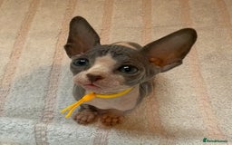 Sphynx cats for sale: Four beautiful Sphynx kittens for sale 🤍 - Image 5