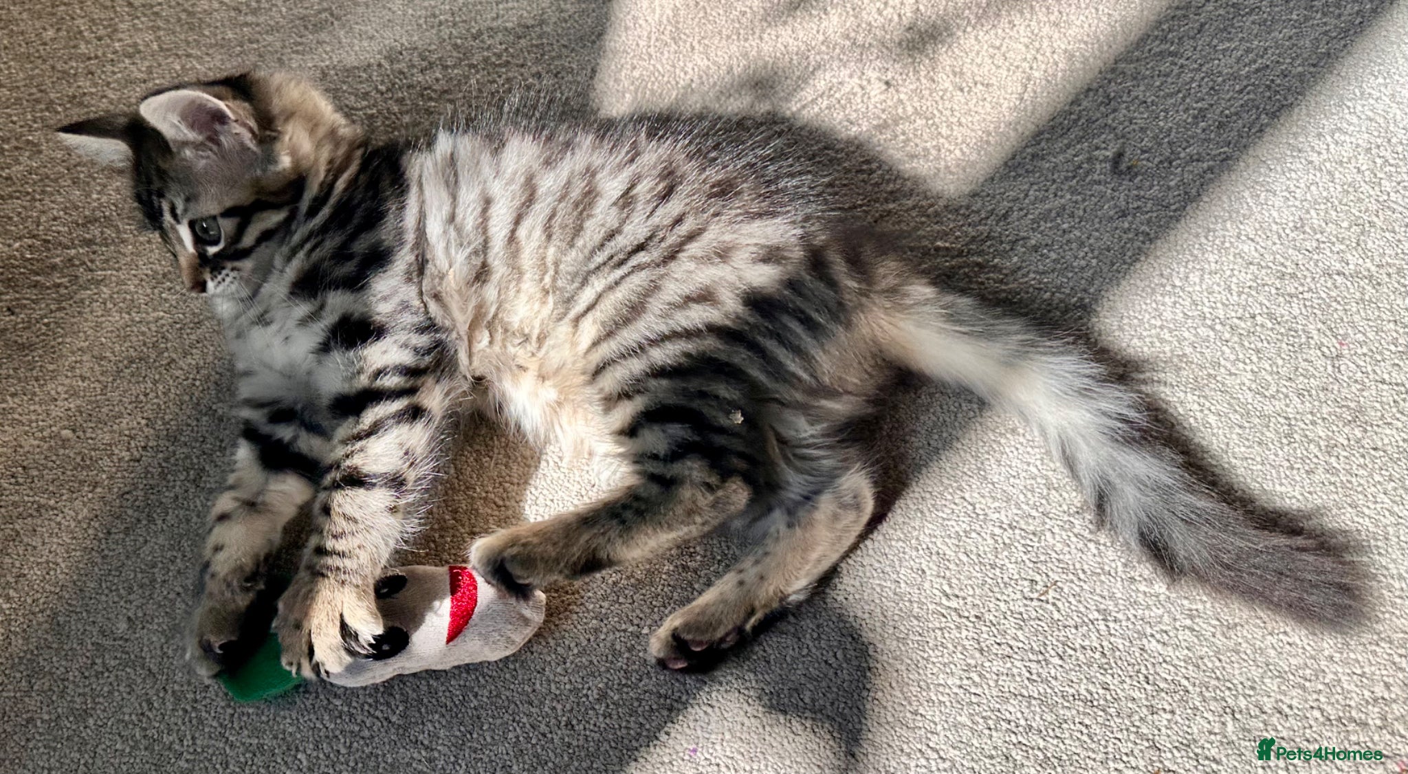 Mixed Breed cats Amiable mixed breed kittens: 3 females  - Advert 2