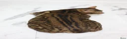 Bengal cats for sale: Unique Line Snow & Brown Bengals - Advert 16