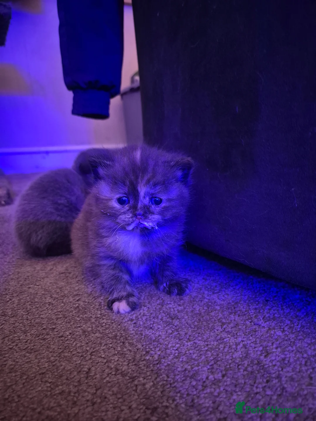 Scottish Fold cats for sale: *Reduced*TICA REGISTERED  - Advert 14
