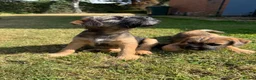 Border Terrier dogs for sale: KC Border Terriers  in Doncaster - Advert 8