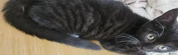 Mixed Breed cats for sale: *ONLY ONE LEFT* Happy, friendly litter of Kittens - Advert 23