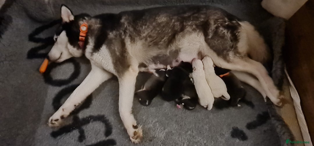 Siberian Husky dogs for sale: Outstanding Siberian husky puppies  - Advert 2