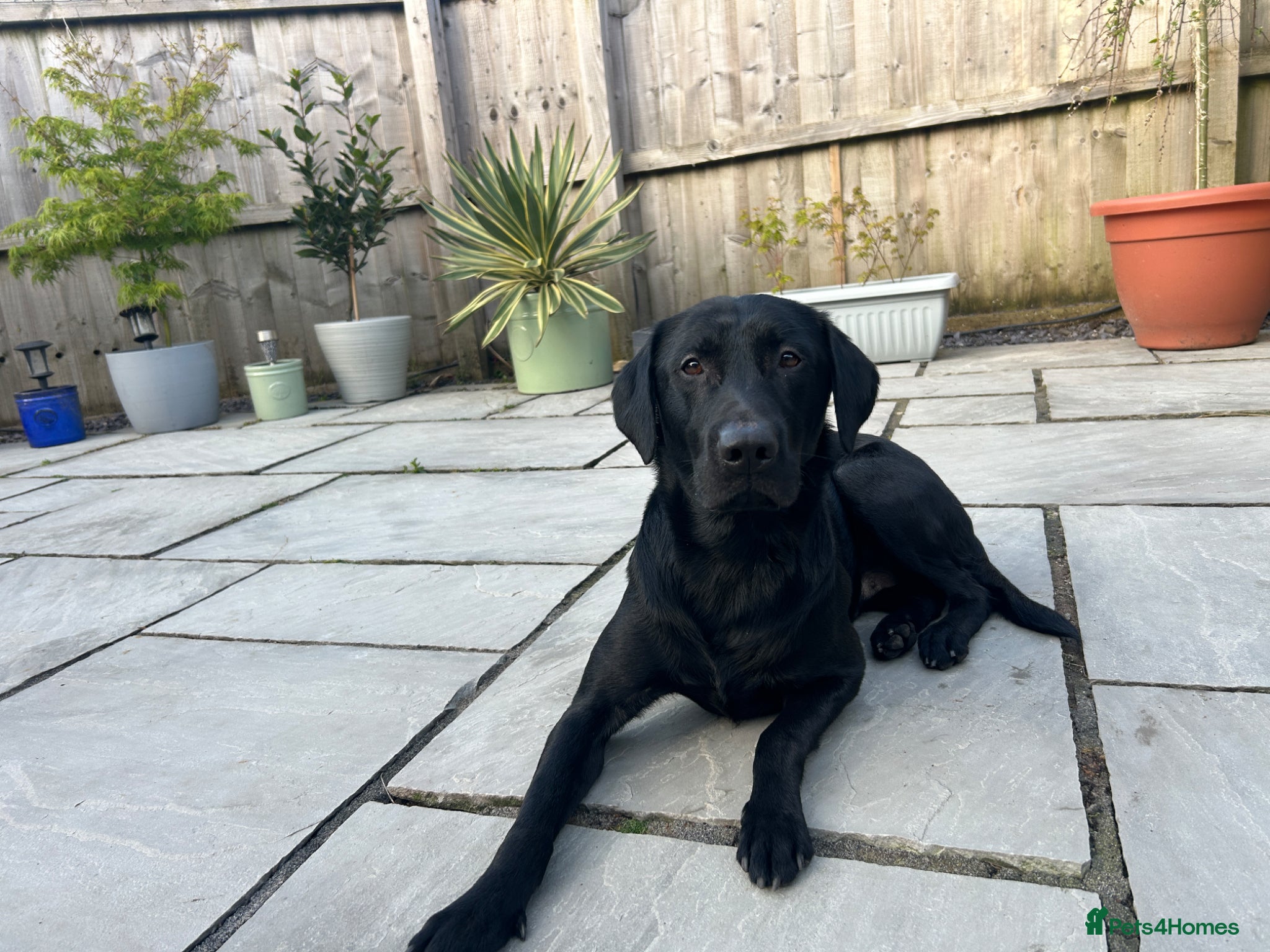 Labrador Retriever dogs Labrador retriever  - Advert 1