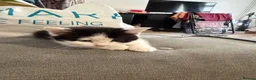 Mixed Breed cats for sale: 6 Gorgeous Kittens – Short & Fluffy –  - Advert 5