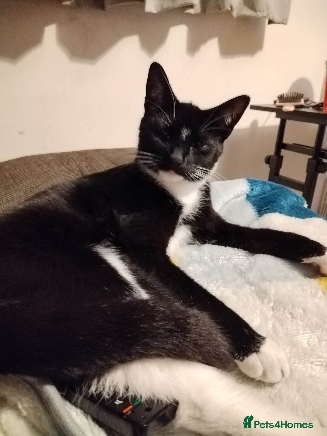 Mixed Breed cats for sale: 21 month old male cat for new home  - Image 1