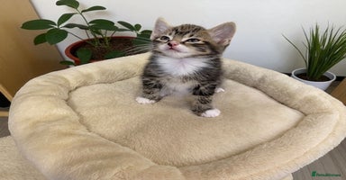 Mixed Breed cats - Advert 10