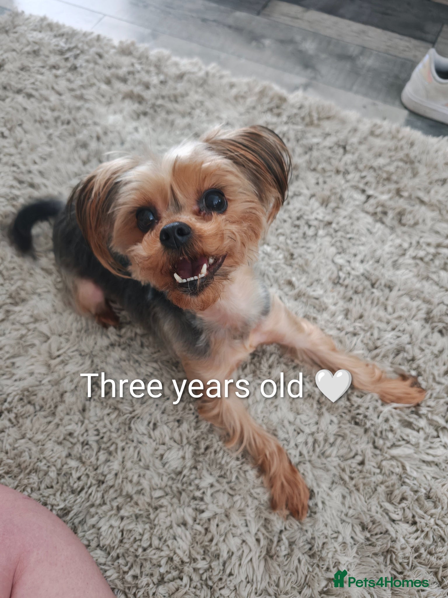 Yorkshire Terrier dogs Nyla 🖤 beautiful, fun & loving Yorkie 🐶 - Advert 1
