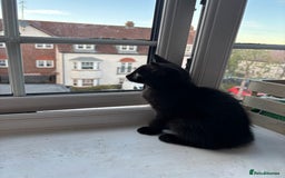 Mixed Breed cats for sale: Black Short Hair Kitten - male - Image 5
