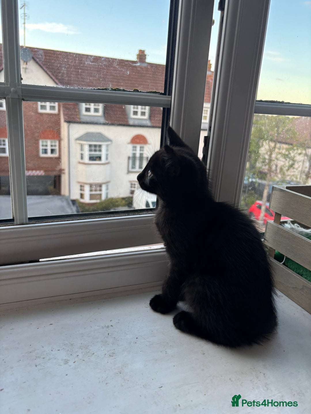 Mixed Breed cats for sale: Black Short Hair Kitten - male - Image 5