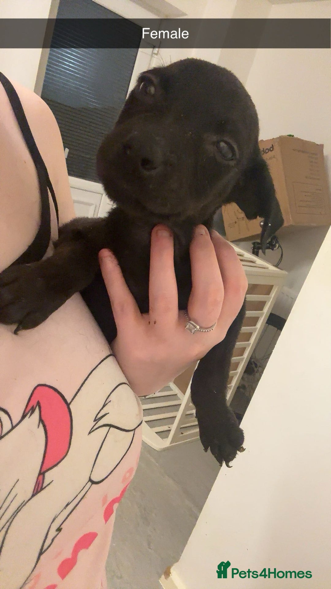 Mixed Breed dogs for sale: Staffy X Rottweilers - Image 6